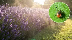 10 rastlín, ktoré vám pomôžu odradiť kliešte z vašej záhrady